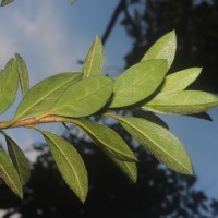 Rhododendron japonicum (A.Gray) Suringar